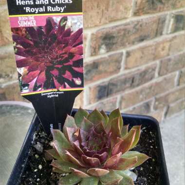 Sempervivum