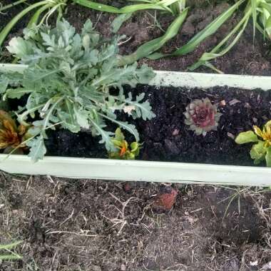 Katie's garden
