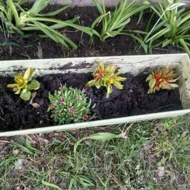 Katie's garden