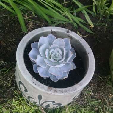 Katie's garden