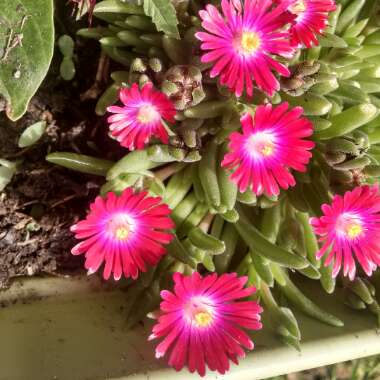 Ice Plant 'Jewel of Desert Garnet'