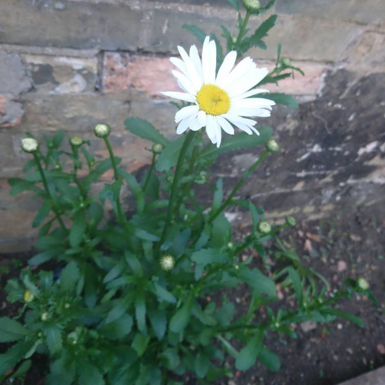 Plant image Chrysanthemum x morifolium 'Aluga White'