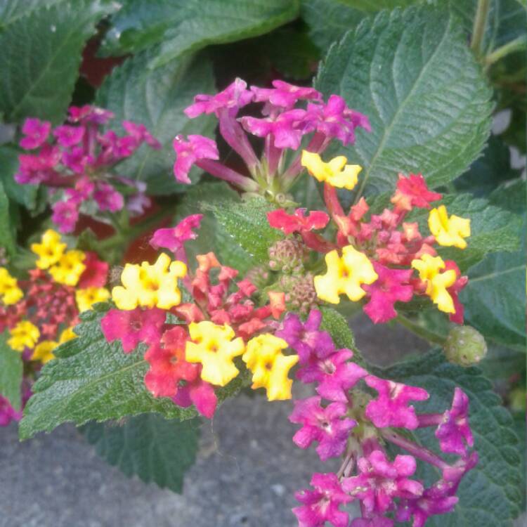 Plant image Lantana camara 'Radiation'