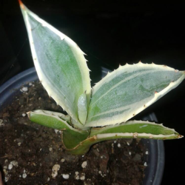 Plant image Agave desmettiana Variegata