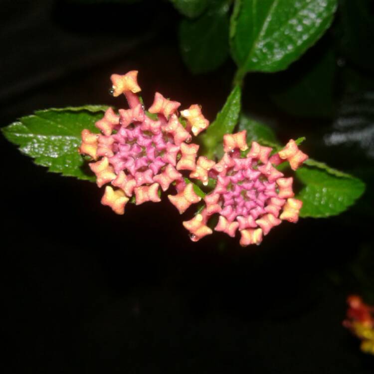 Plant image Lantana camara 'Radiation'
