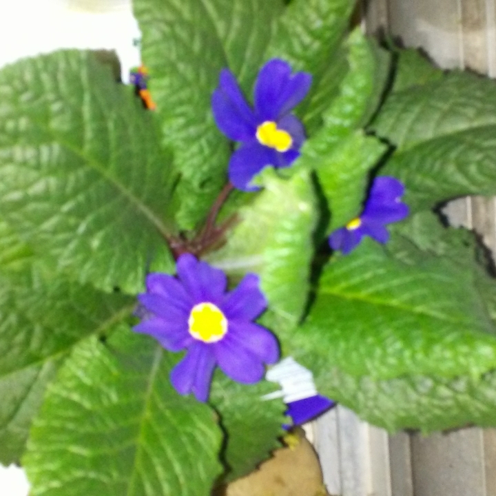 Plant image Streptocarpus 'Tanya'