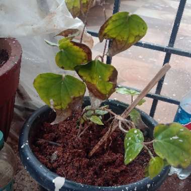 Betel