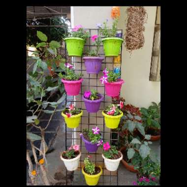 K D's garden