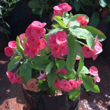 K D's garden