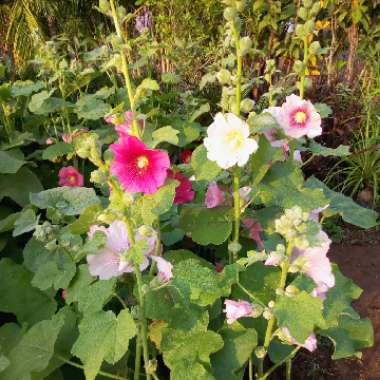 K D's garden