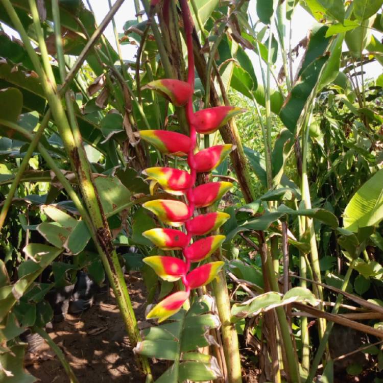 Plant image Heliconia rostrata 