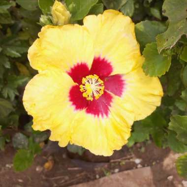 Hibiscus 'Athenacus'