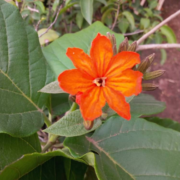 Plant image Cordia Sebestena