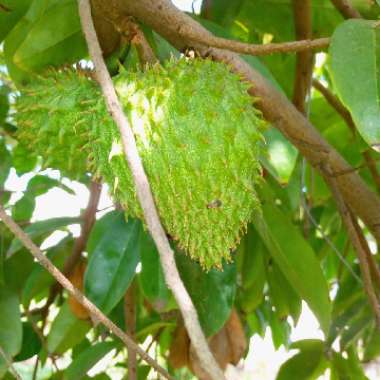 Soursop