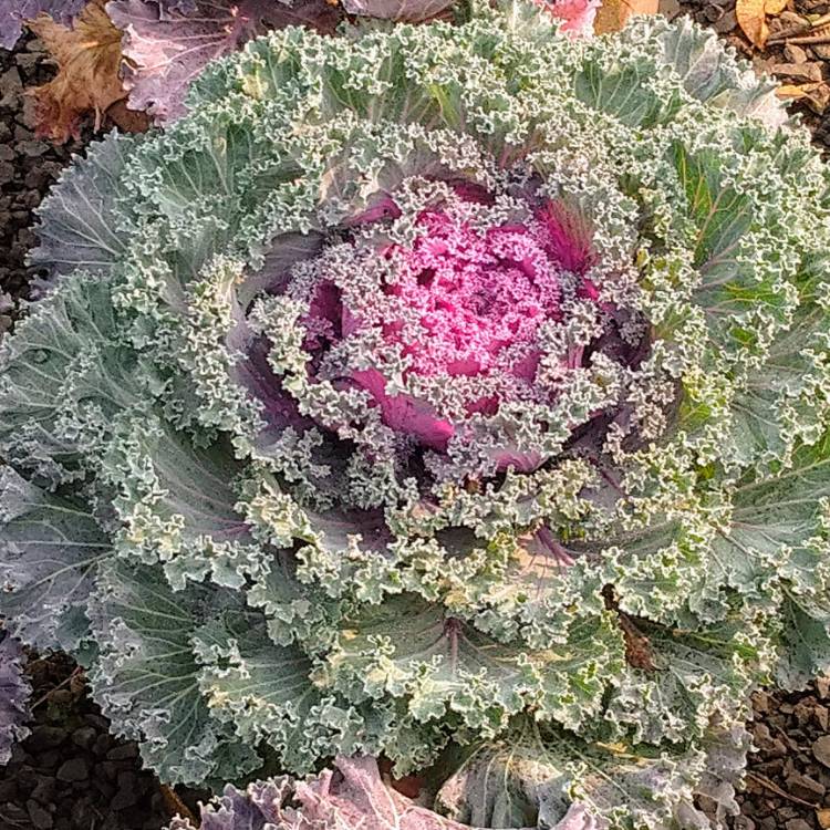Plant image Brassica oleracea (Acephala Group) 'Redbor'