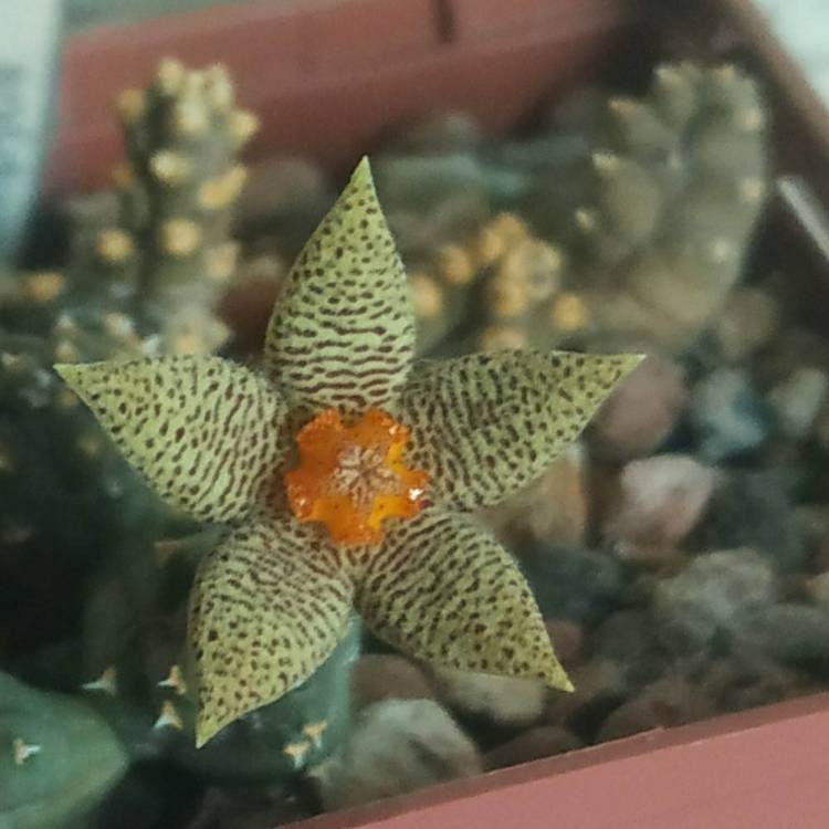 Plant image Piaranthus Foetidus 