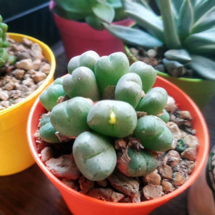 plant image 1563209