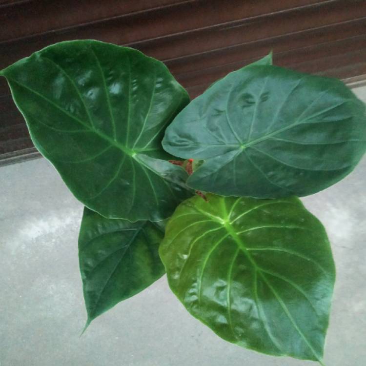 Plant image Alocasia Wentii