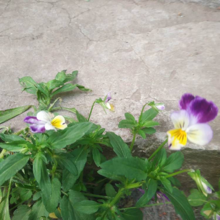 plant image 1601742