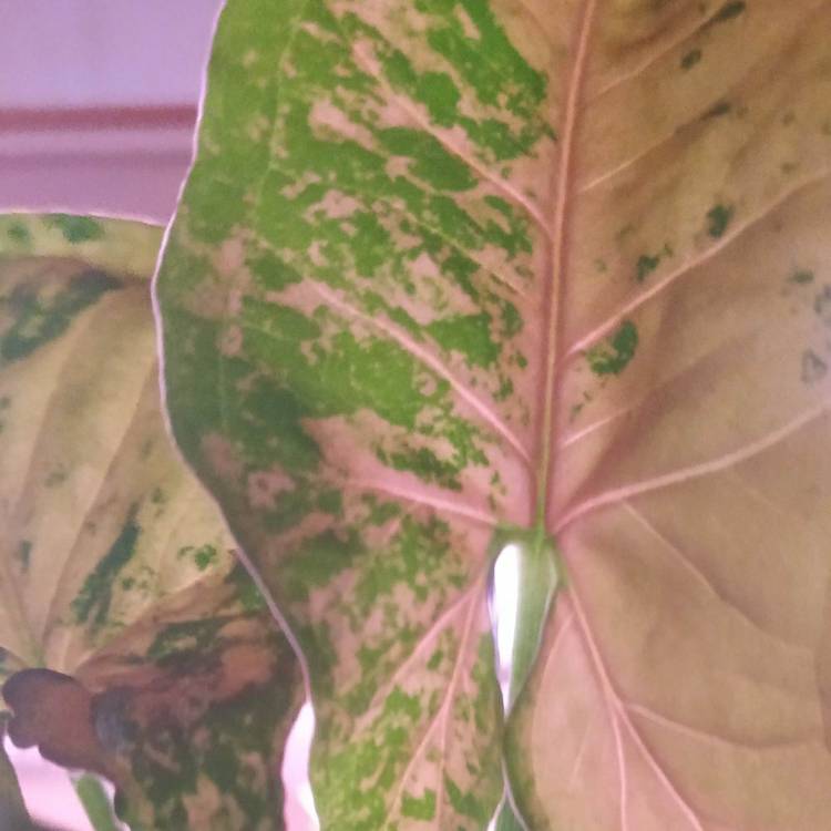 plant image 1601746