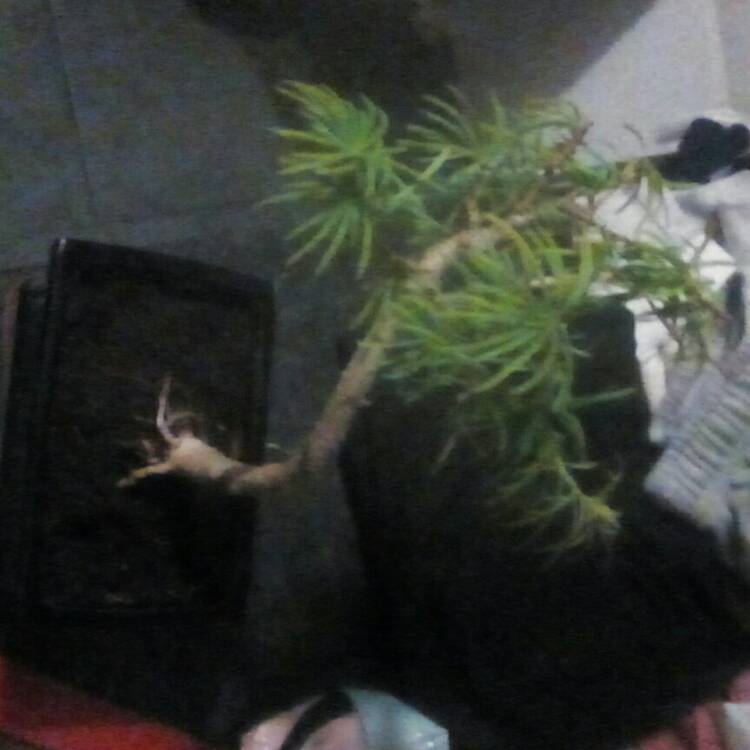 Plant image Morus
L.