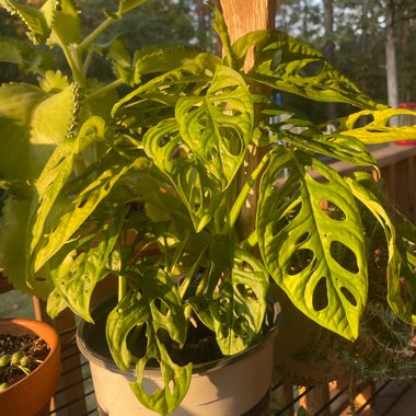Adanson's Monstera