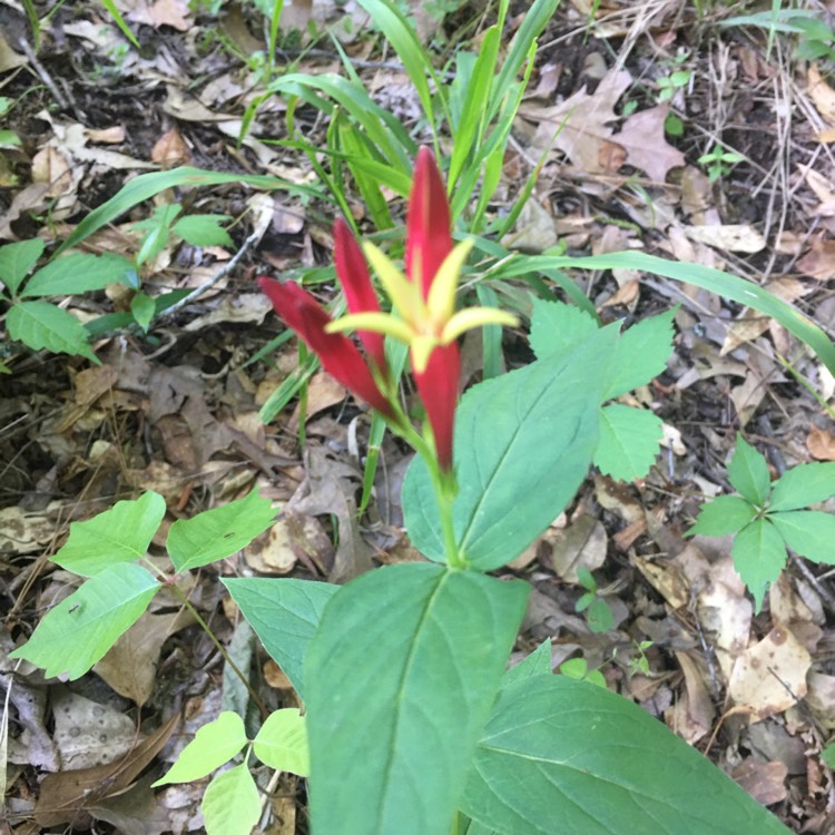 Plant image Spigelia marilandica