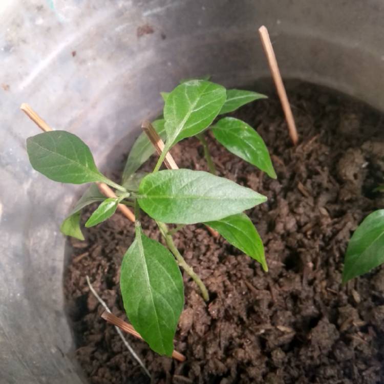 Plant image Capsicum Annuum 'Thai Hot'