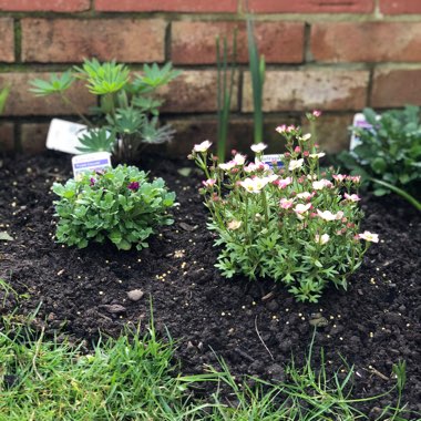 Kyla's garden
