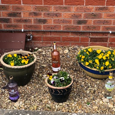 Kyla's garden
