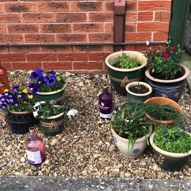Kyla's garden