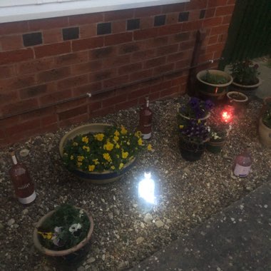 Kyla's garden