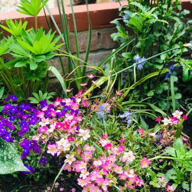 Kyla's garden