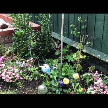 Kyla's garden