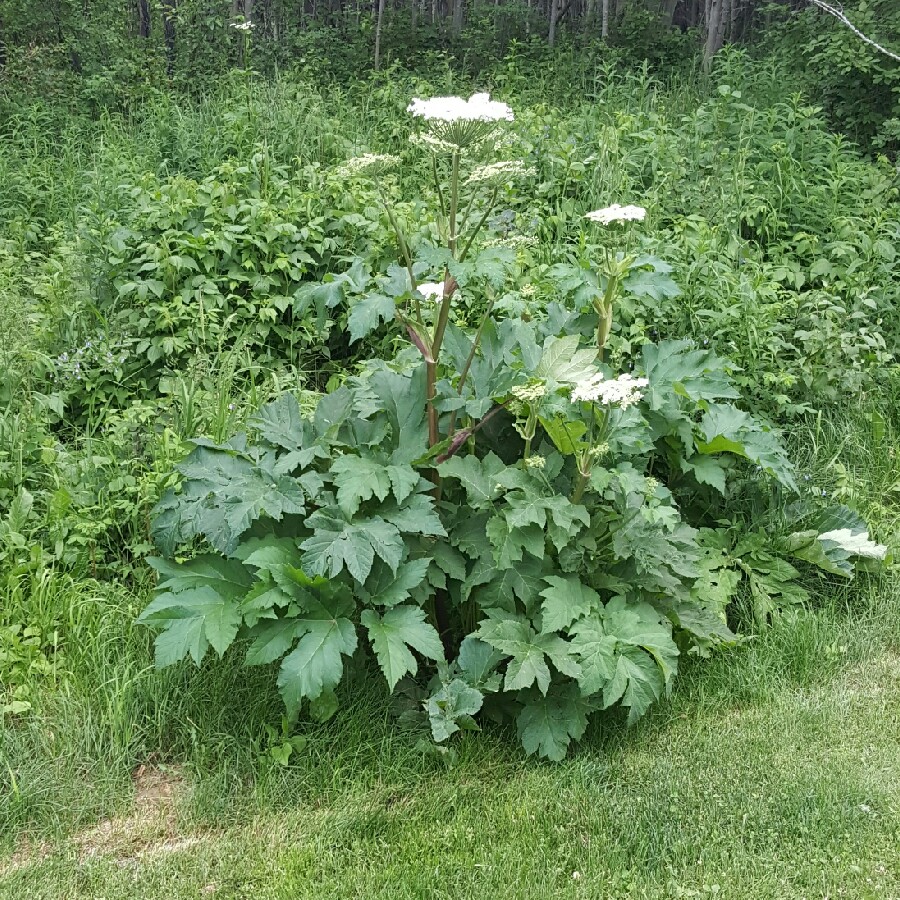 Plant image Heracleum sphondylium