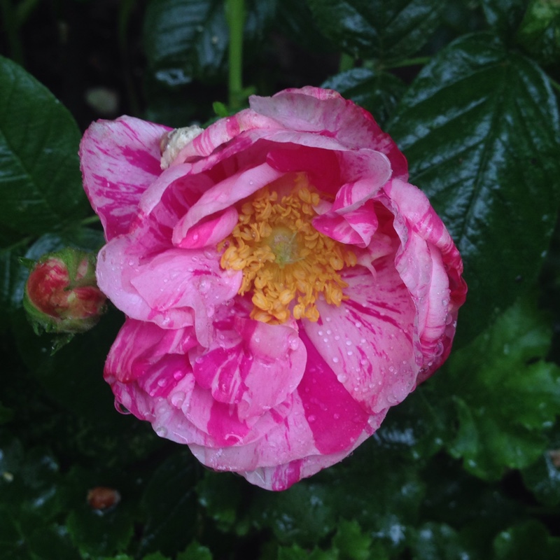 plant image 128456 plant image 128456
