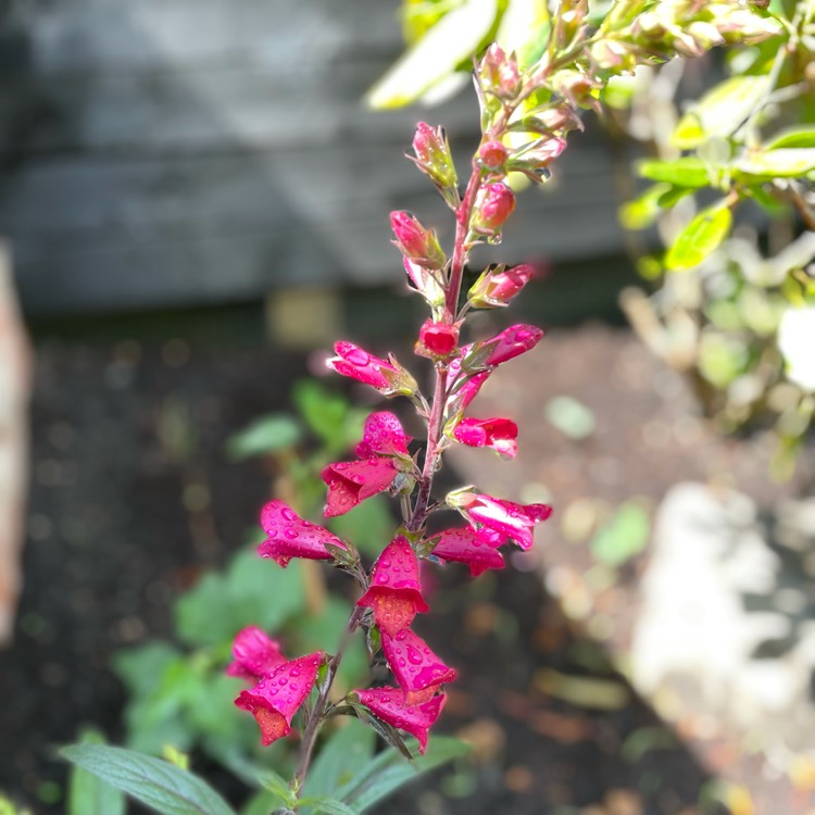 Plant image Digitalis Illumination Series