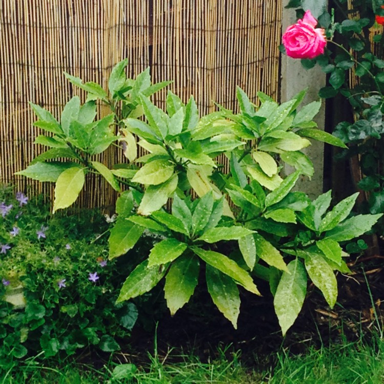 plant image 194379