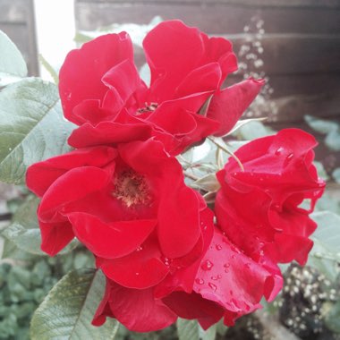 Rosa