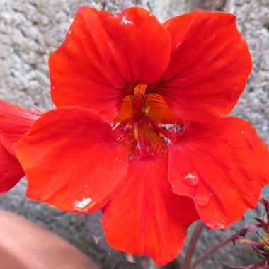 Tropaeolum majus 'Empress of India'