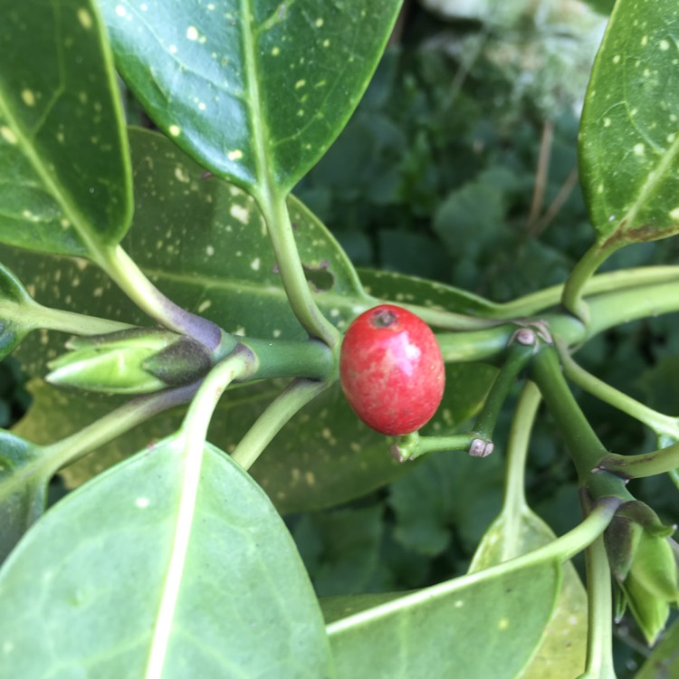 plant image 311631
