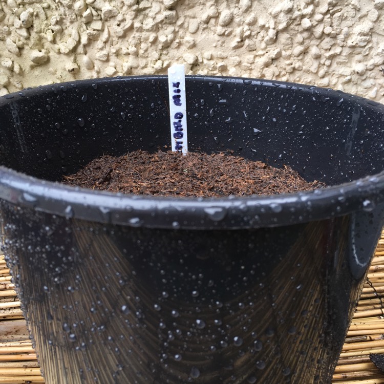 plant image 333777