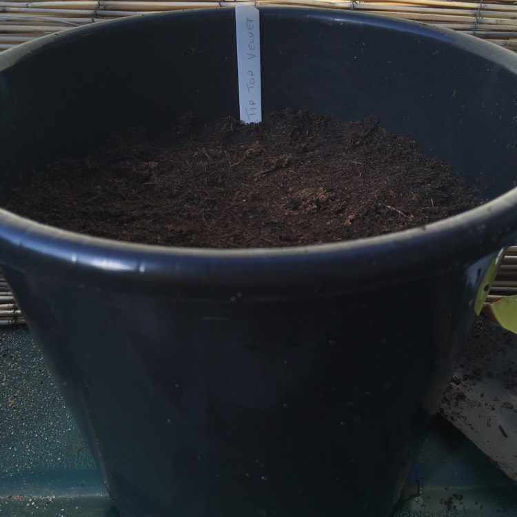 plant image 349737