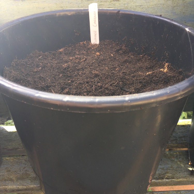 plant image 349740