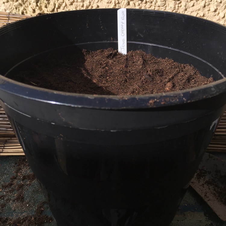 plant image 349745