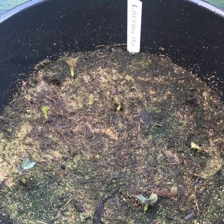 plant image 357951