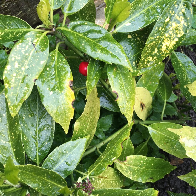 plant image 360038