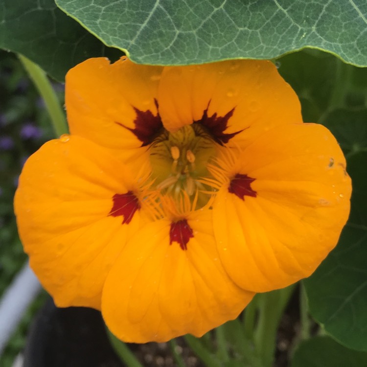 plant image 435837