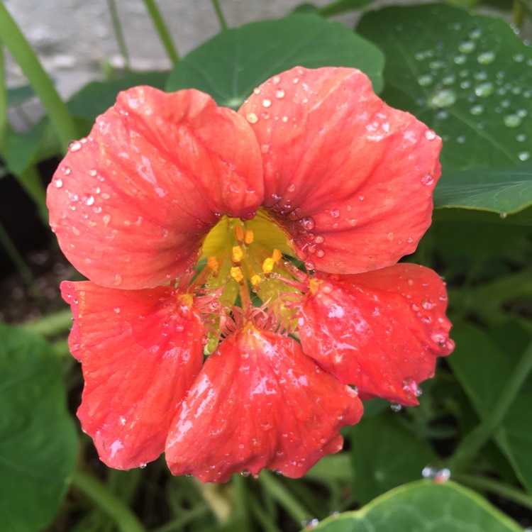 plant image 449166