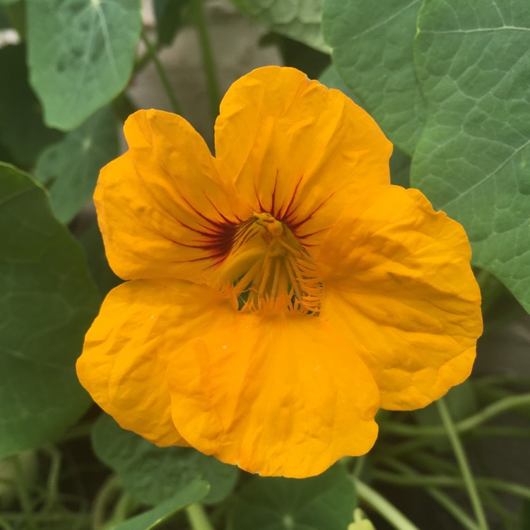 plant image 449169
